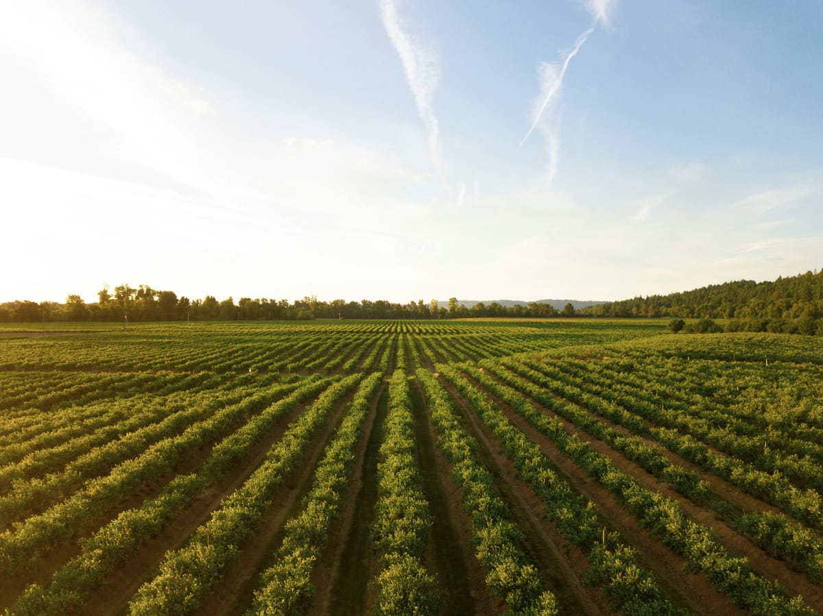 Fields of Tomorrow: Unveiling the Five Crucial Challenges in Sustainable Agriculture