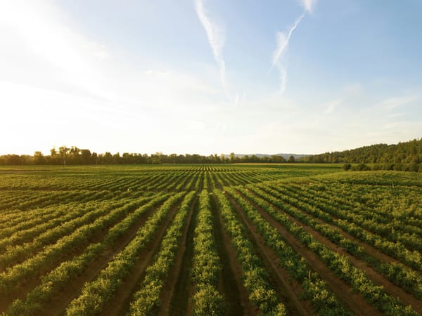 Fields of Tomorrow: Unveiling the Five Crucial Challenges in Sustainable Agriculture