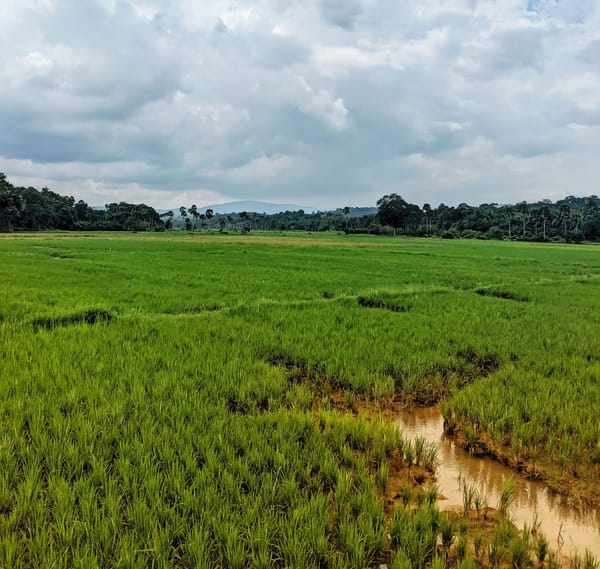 Smart Farming in South Asia: Data’s Role in a Greener Future